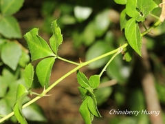 Eleutherococcus trifoliatus