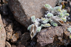 Oxytropis putoranica