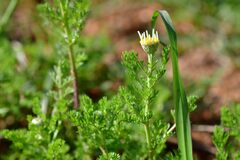 Anthemis arvensis