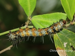 Mimeusemia vilemani