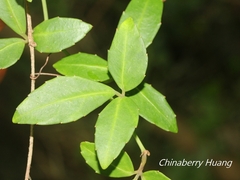 Tetrastigma formosanum