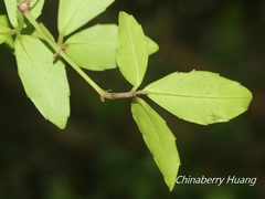 Tetrastigma formosanum
