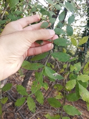 Fraxinus angustifolia