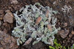 Oxytropis putoranica