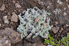 Oxytropis putoranica
