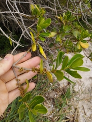 Myrsine parvifolia