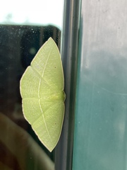 Tanaoctenia haliaria