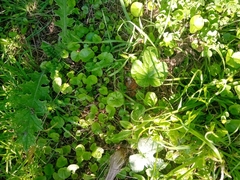 Dichondra repens