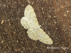 Catoria sublavaria