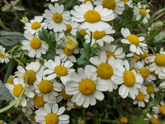 Tanacetum parthenium