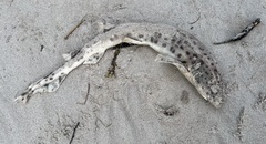 Scyliorhinus stellaris