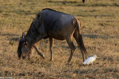 Connochaetes taurinus albojubatus