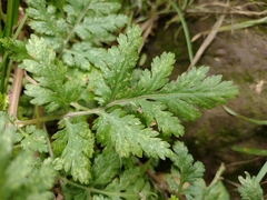 Tanacetum parthenium