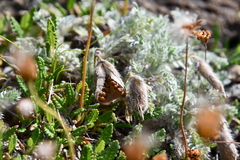 Oxytropis putoranica
