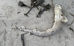 Scyliorhinus stellaris