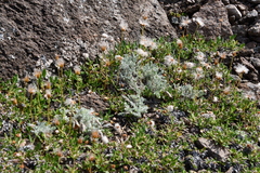 Oxytropis putoranica