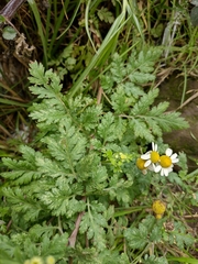 Tanacetum parthenium