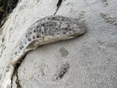 Scyliorhinus stellaris