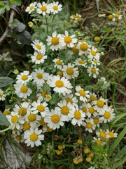 Tanacetum parthenium