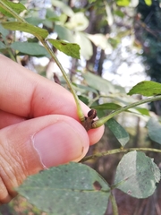Fraxinus angustifolia