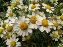 Tanacetum parthenium