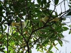 Ducula bicolor