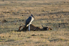 Leptoptilos crumenifer