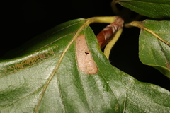 Phyllonorycter maestingella