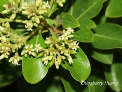 Pittosporum pentandrum