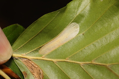 Phyllonorycter maestingella
