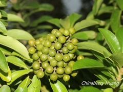 Pittosporum pentandrum