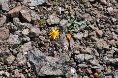 Packera heterophylla