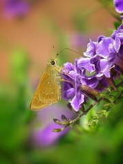Pelopidas mathias