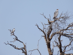 Micronisus gabar gabar