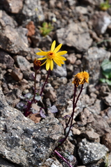 Packera heterophylla