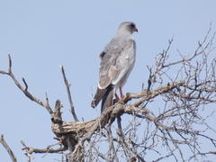 Melierax canorus argentior