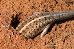 Trachylepis capensis