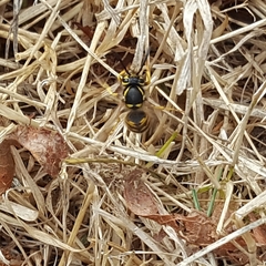 Vespula pensylvanica
