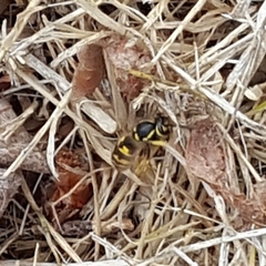 Vespula pensylvanica