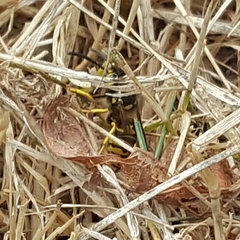 Vespula pensylvanica