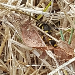Vespula pensylvanica