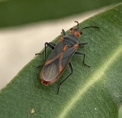 Caenocoris nerii