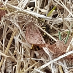 Vespula pensylvanica