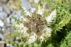 Cirsium spinosissimum