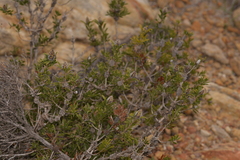 Melaleuca cowleyae