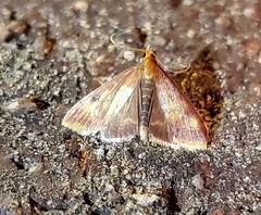 Pyrausta acrionalis