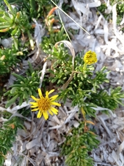 Limbarda crithmoides