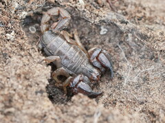 Urodacus manicatus