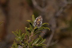 Melaleuca cowleyae
