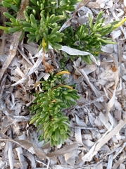 Limbarda crithmoides